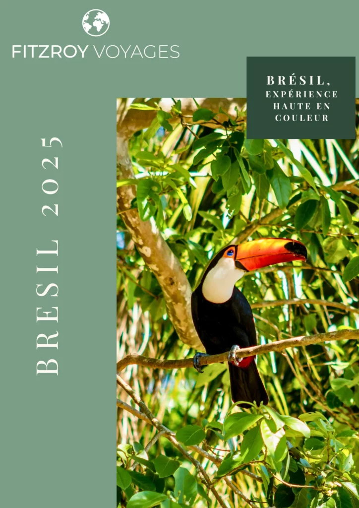 Toucan dans la jungle brésilienne – voyage immersif et nature