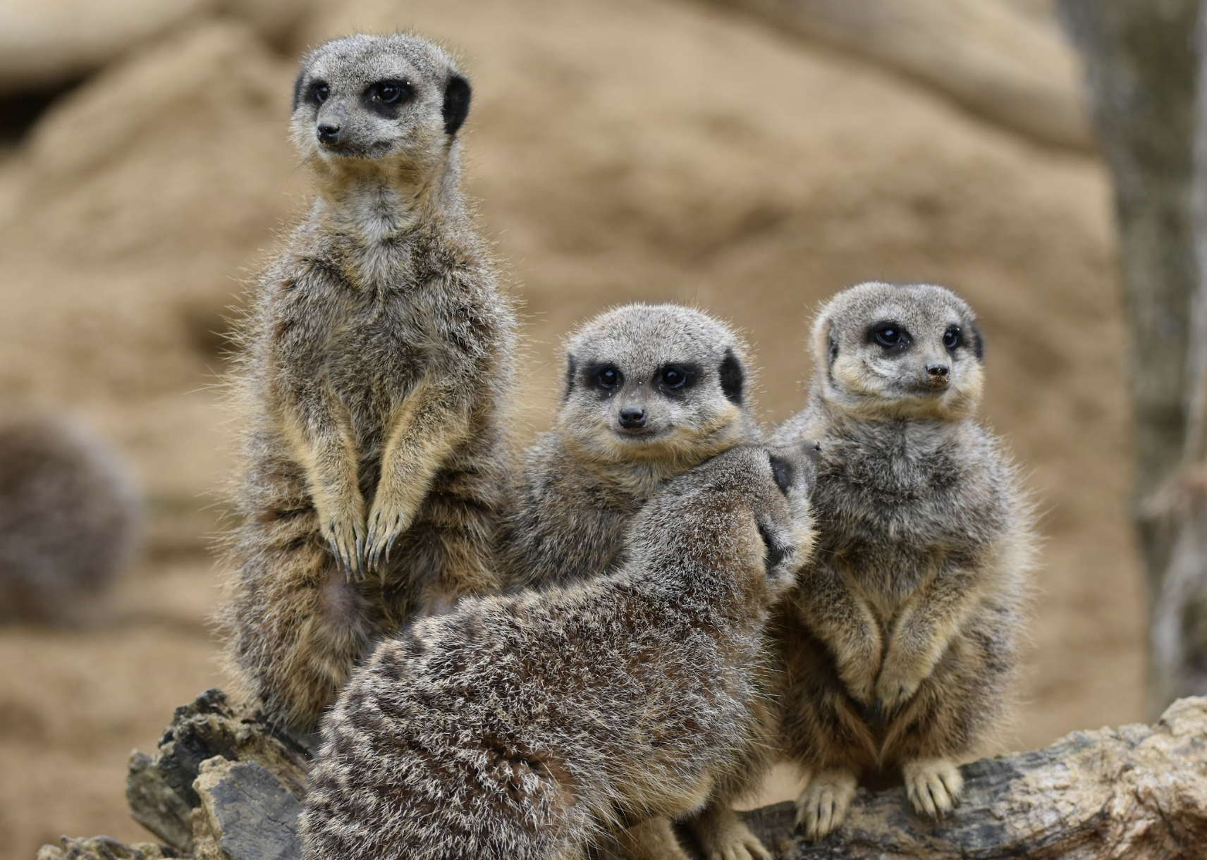 Suricates – Rencontres animales & nature sauvage
